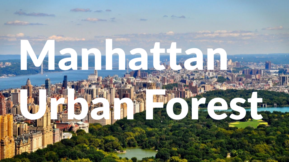 Manhattan Urban Forest